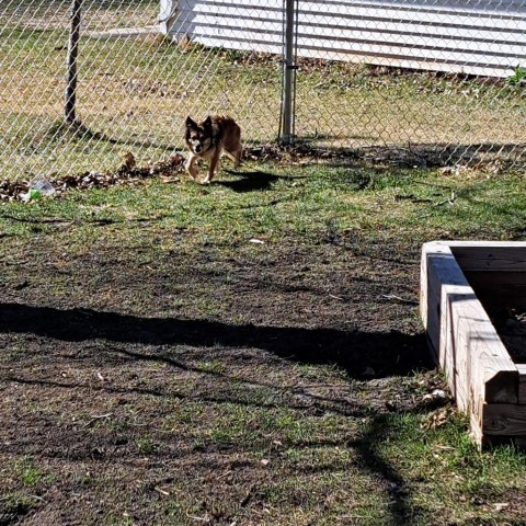 Etta Place--In Foster, an adoptable Australian Shepherd, Shetland Sheepdog / Sheltie in Fargo, ND, 58102 | Photo Image 6