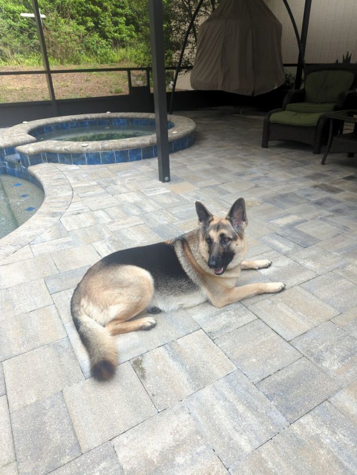 Dreamcatcher german 2024 shepherd rescue