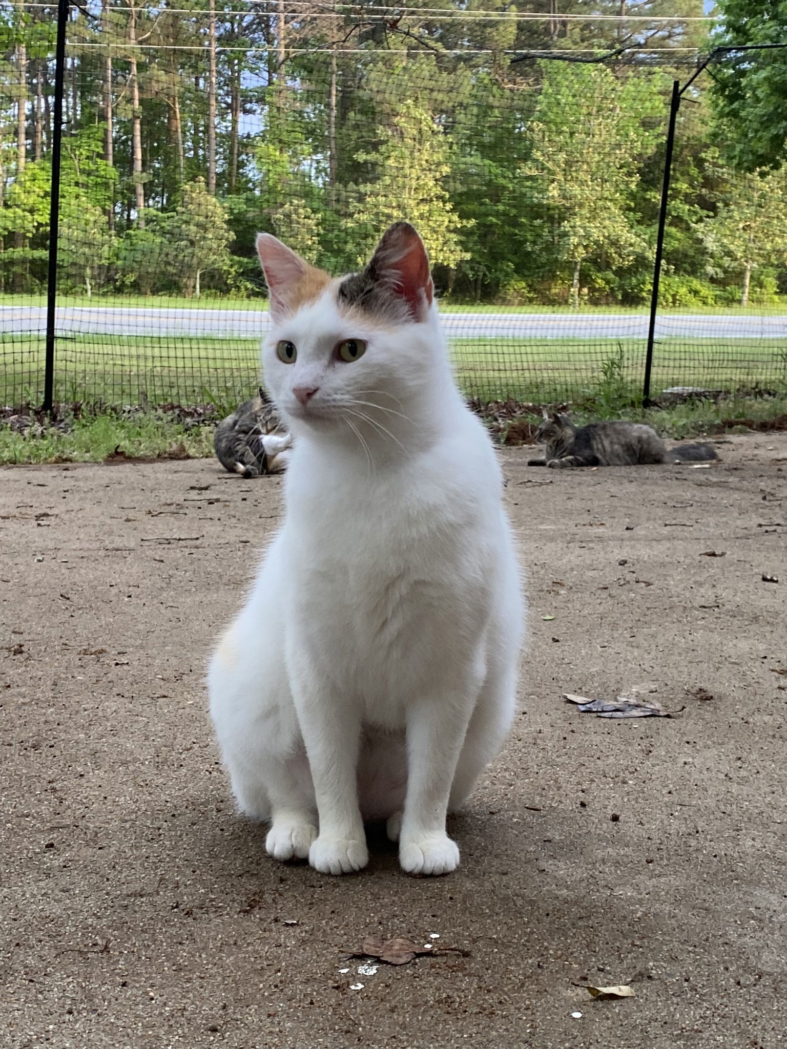 Rosie, an adoptable Domestic Short Hair in Drasco, AR, 72530 | Photo Image 2