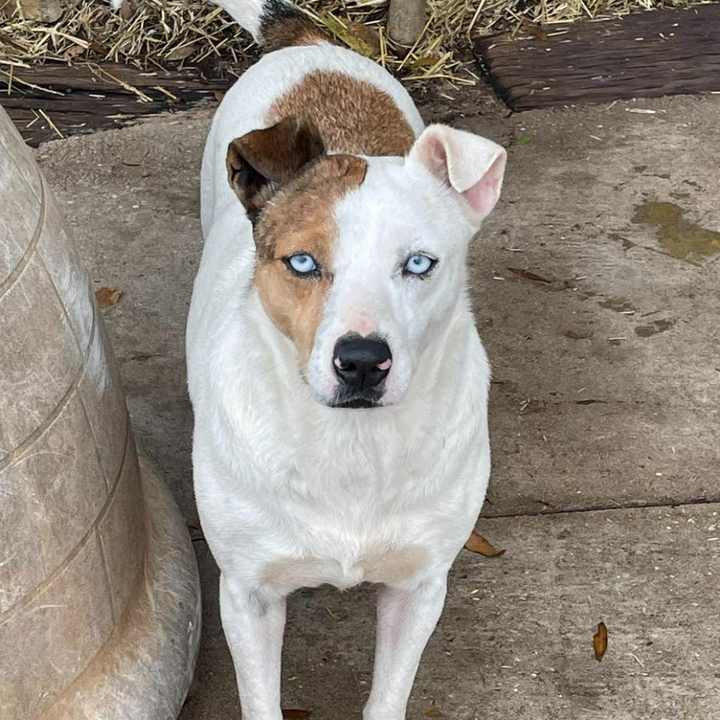 Ghost, an adoptable Australian Cattle Dog / Blue Heeler in Enterprise, AL, 36330 | Photo Image 1
