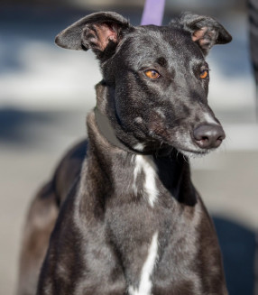 Reba, an adoptable Greyhound in Cherry Hill, NJ, 08034 | Photo Image 1