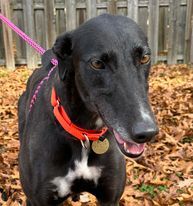 Reba, an adoptable Greyhound in Cherry Hill, NJ, 08034 | Photo Image 2