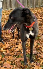 Reba, an adoptable Greyhound in Cherry Hill, NJ, 08034 | Photo Image 3