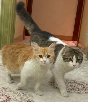 Elizabeth is the purrfect cat 15y very bonded w her bro Mr Darcy so we would like to place thi