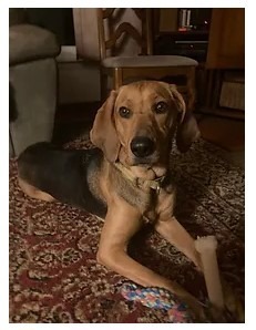 Carlie-In a Foster Home, an adoptable Plott Hound in South Bend, IN, 46614 | Photo Image 5