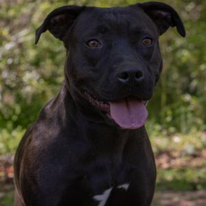Shadow Mixed Breed Dog