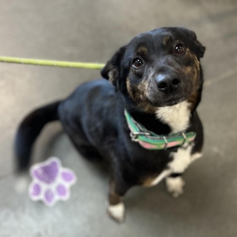 Foxy, an adoptable Australian Cattle Dog / Blue Heeler, Black Labrador Retriever in Idaho Falls, ID, 83402 | Photo Image 1