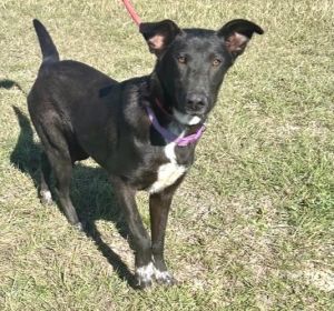 Animal Profile Nellie is an estimated 14-18 month old 55 lb spayed female mixe