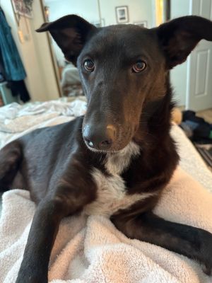 Nellie Border Collie Dog