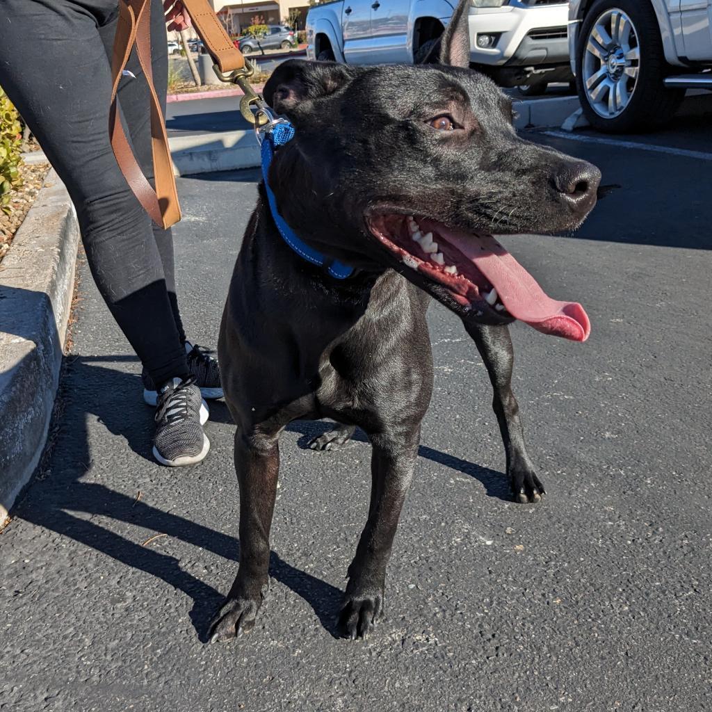 Campbell OS, an adoptable Shepherd, Mixed Breed in Las Vegas, NV, 89145 | Photo Image 1