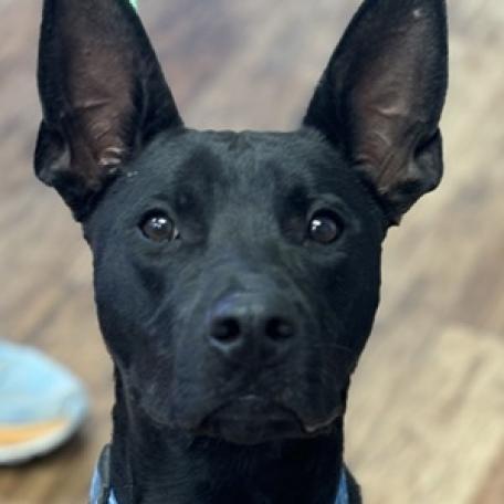 Campbell OS, an adoptable Shepherd, Mixed Breed in Las Vegas, NV, 89145 | Photo Image 2