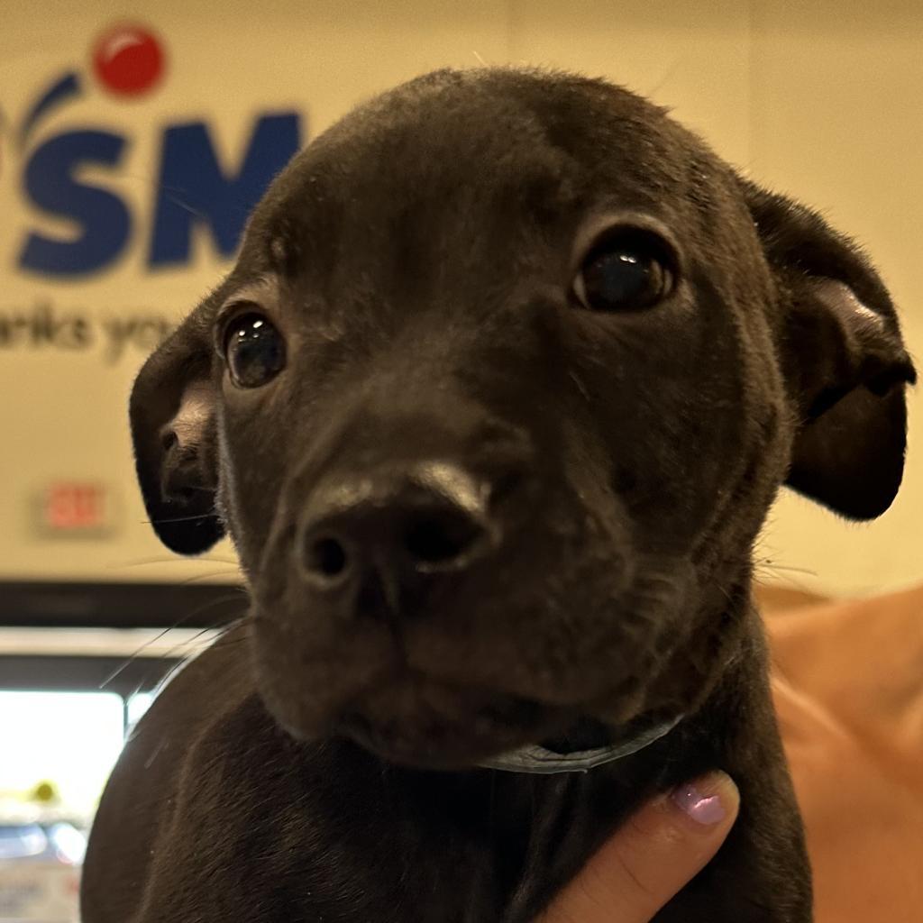 Campbell OS, an adoptable Shepherd, Mixed Breed in Las Vegas, NV, 89145 | Photo Image 3