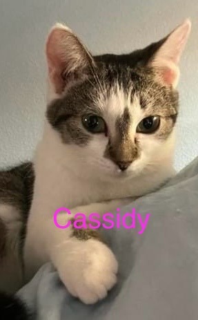 Cassidy Kitten detail page