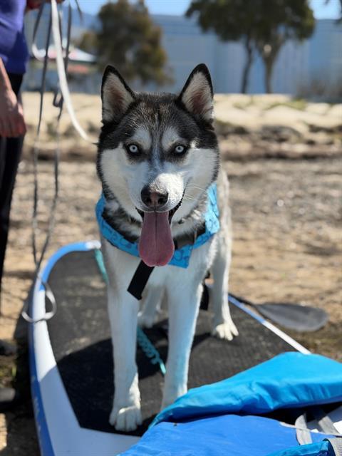 RAMBO, an adoptable Siberian Husky in Chula Vista, CA, 91911 | Photo Image 1