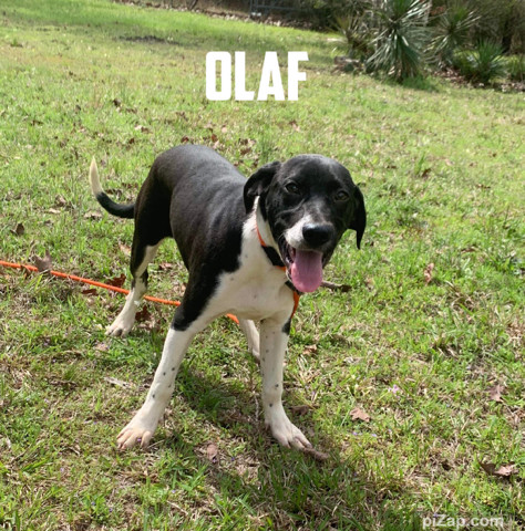 Olaf (Elsa's Puppies)