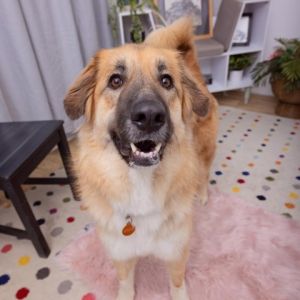 And the award for Best Floofy Tail goes to Sunflower This stunning pup is a sweet cuddly girl who