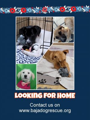 Dogs need homes