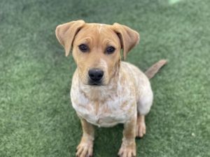 Pets for Adoption at Arizona Animal Welfare League SPCA in