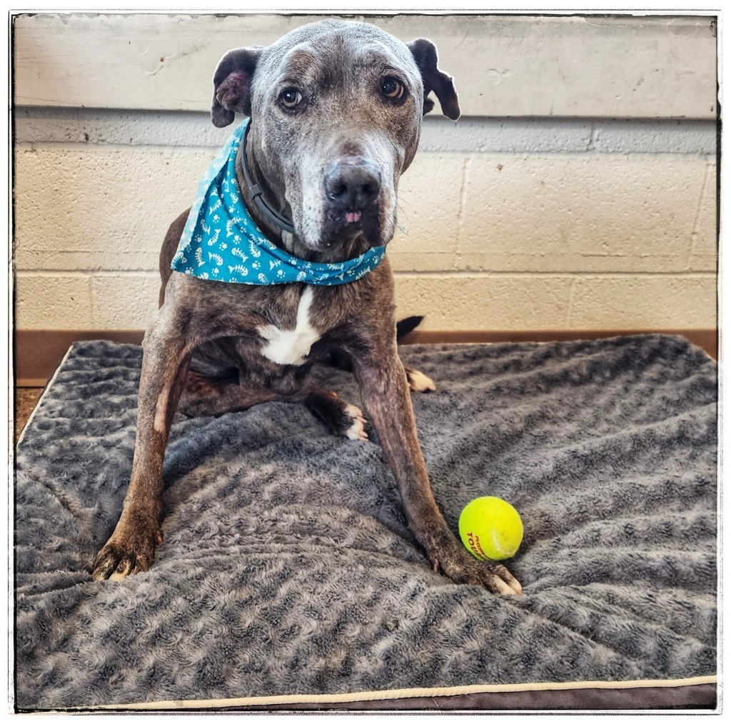 Rosie, an adoptable Pit Bull Terrier in Gold Beach, OR, 97444 | Photo Image 1