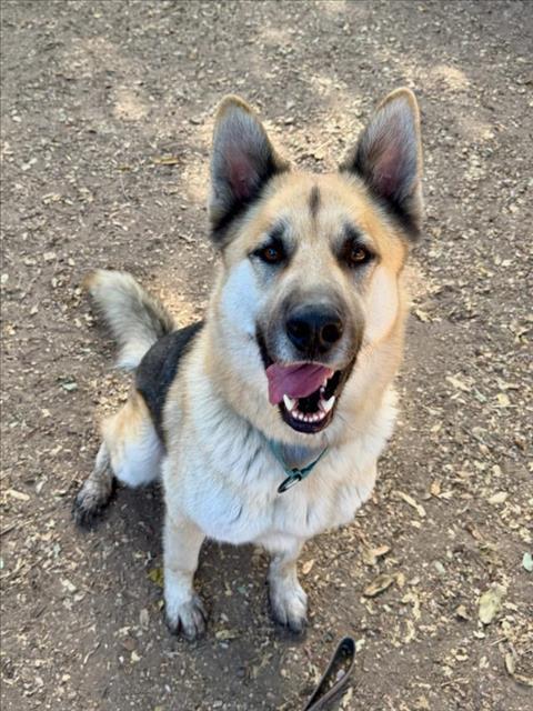 HACHI, an adoptable German Shepherd Dog in Santa Barbara, CA, 93111 | Photo Image 1