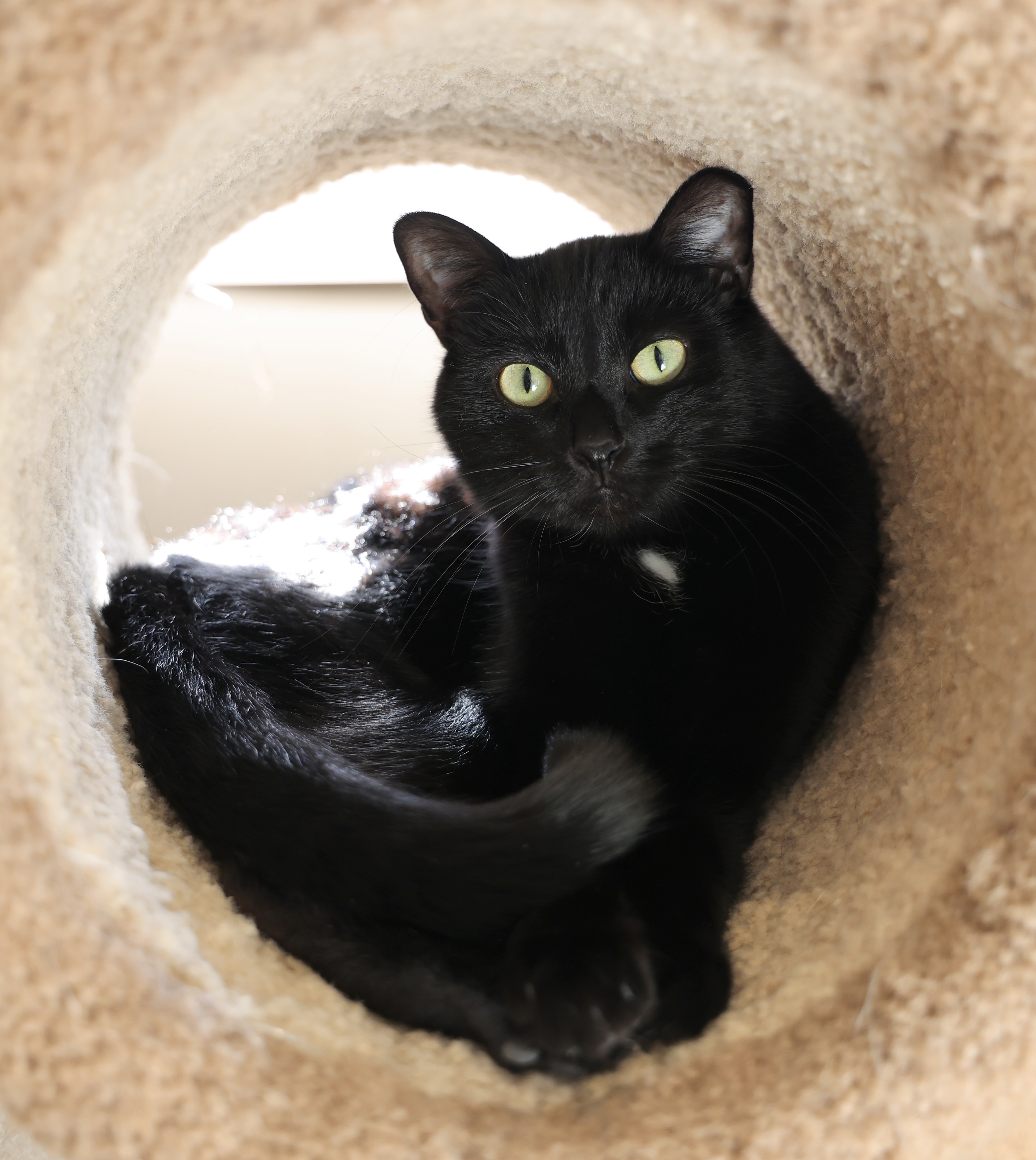 Jaxson, an adoptable Domestic Short Hair in Hastings, MN, 55033 | Photo Image 1