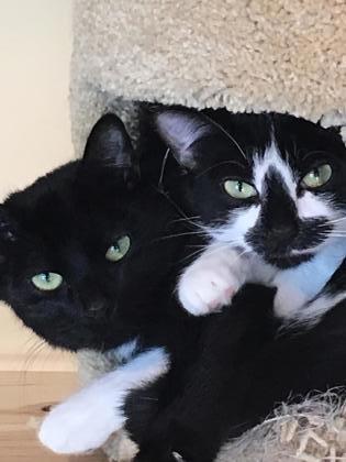 Jaxson, an adoptable Domestic Short Hair in Hastings, MN, 55033 | Photo Image 2