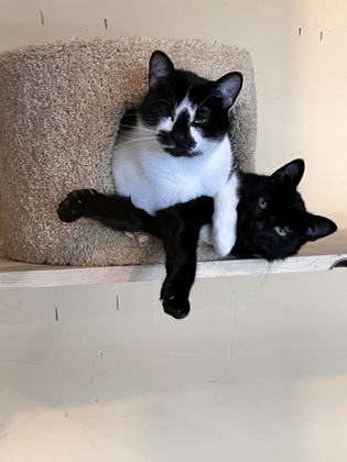 Jaxson, an adoptable Domestic Short Hair in Hastings, MN, 55033 | Photo Image 3