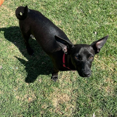 Rio AKA Oreo, an adoptable Dachshund, Foxhound in Phoenix, AZ, 85027 | Photo Image 1