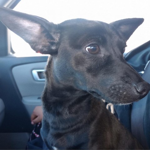 Rio AKA Oreo, an adoptable Dachshund, Foxhound in Phoenix, AZ, 85027 | Photo Image 2