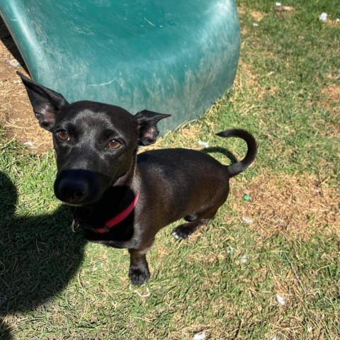 Rio AKA Oreo, an adoptable Dachshund, Foxhound in Phoenix, AZ, 85027 | Photo Image 3