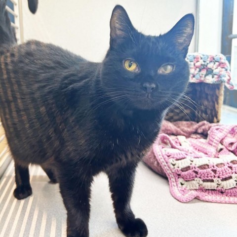 Pansy, an adoptable Domestic Short Hair in Hailey, ID, 83333 | Photo Image 1