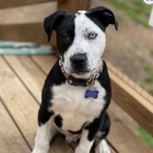 Bluey Blue is a handsome 15-week old boxer mix with unique features and an outgoing friendly person