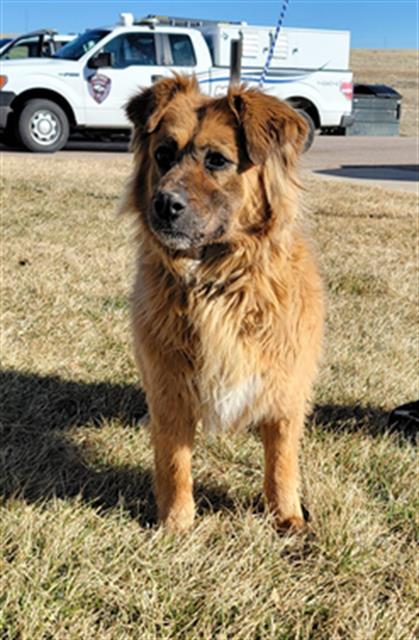 FIONA, an adoptable German Shepherd Dog, Chow Chow in Casper, WY, 82601 | Photo Image 1
