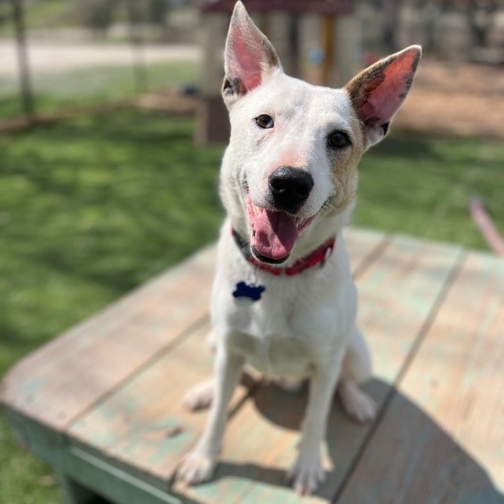 Dog for adoption Herbie, a Terrier & Australian Cattle Dog / Blue