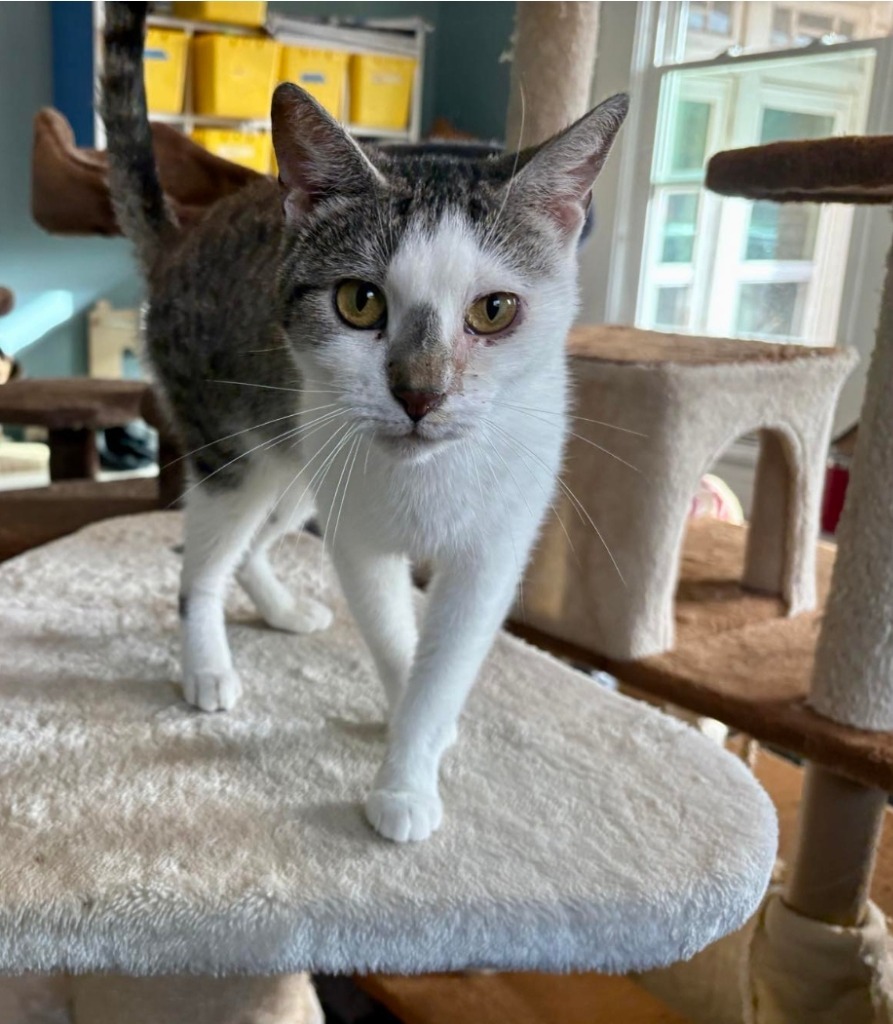 Larkin, an adoptable Domestic Short Hair in El Dorado, AR, 71730 | Photo Image 1