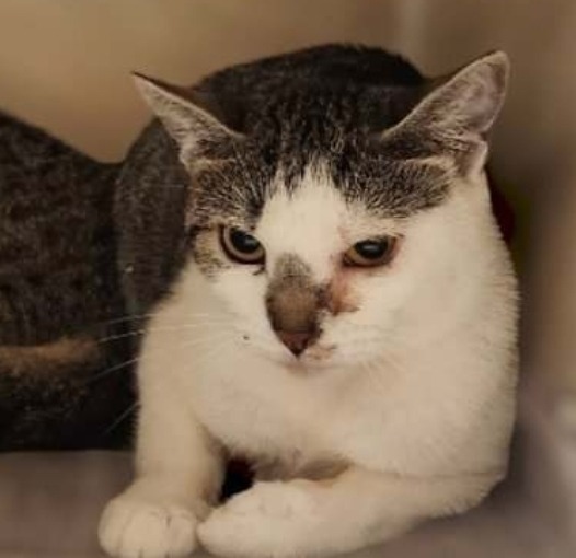 Larkin, an adoptable Domestic Short Hair in El Dorado, AR, 71730 | Photo Image 2