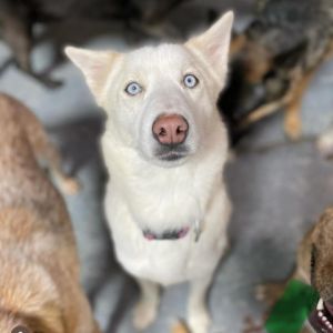 Ocean the most adorable husky pup is still waiting to be adopted This momma is ready for her turn 