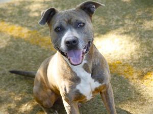 GRIZZLY American Staffordshire Terrier Dog