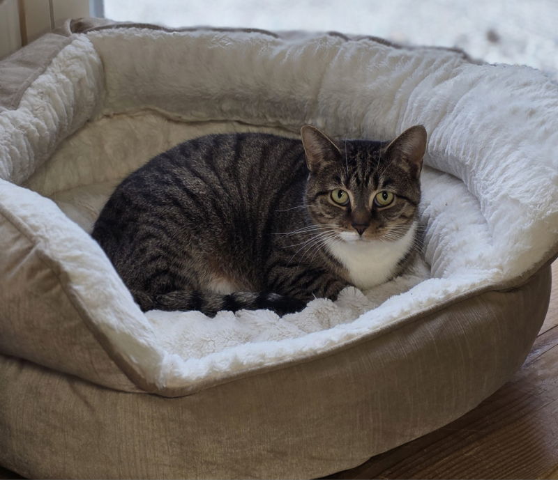 B.B., an adoptable Domestic Short Hair in Woodsfield, OH, 43793 | Photo Image 1