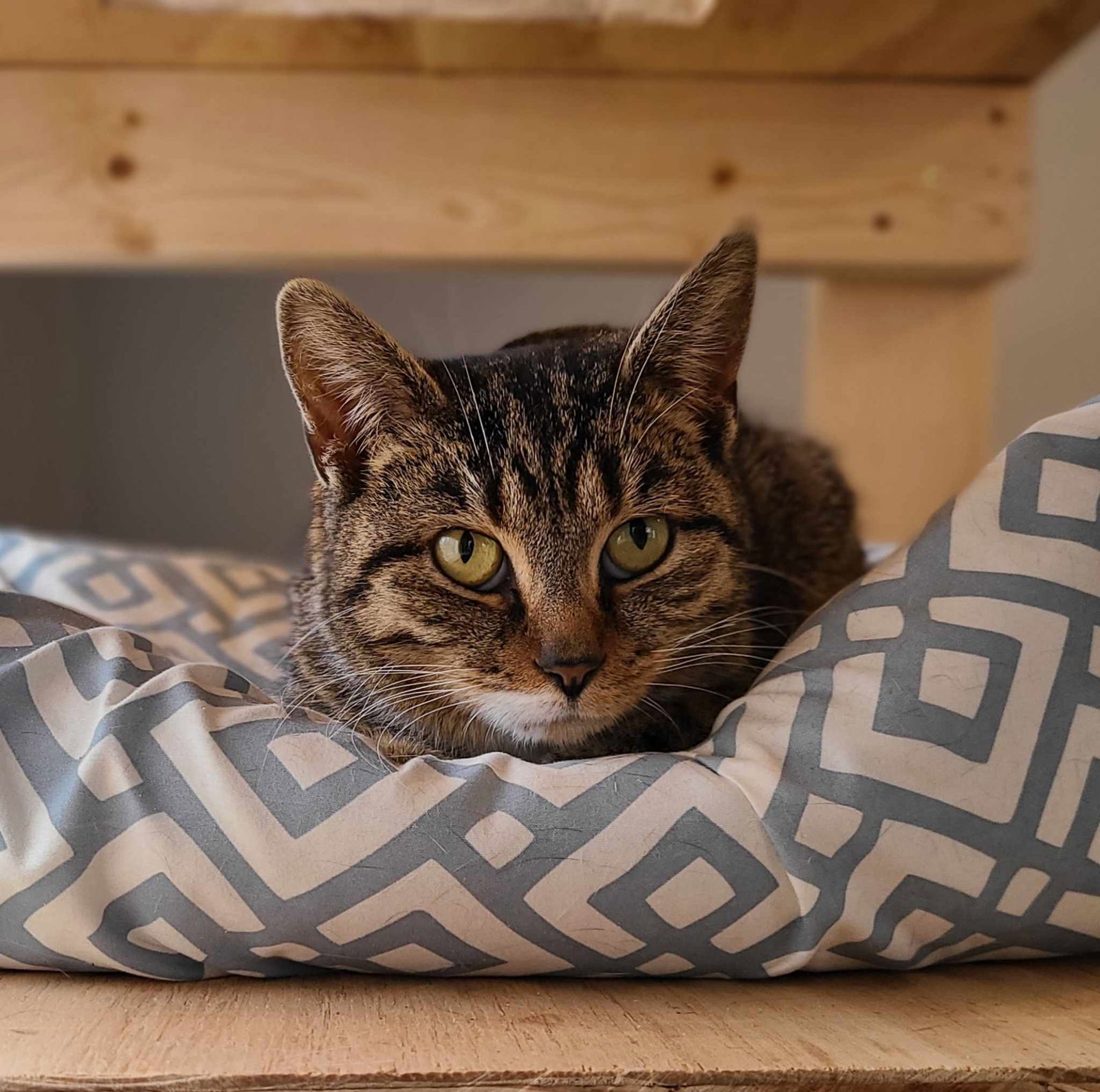 B.B., an adoptable Domestic Short Hair in Woodsfield, OH, 43793 | Photo Image 2