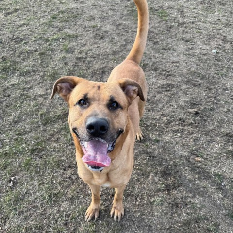 Domino, an adoptable Yellow Labrador Retriever in Albert Lea, MN, 56007 | Photo Image 1