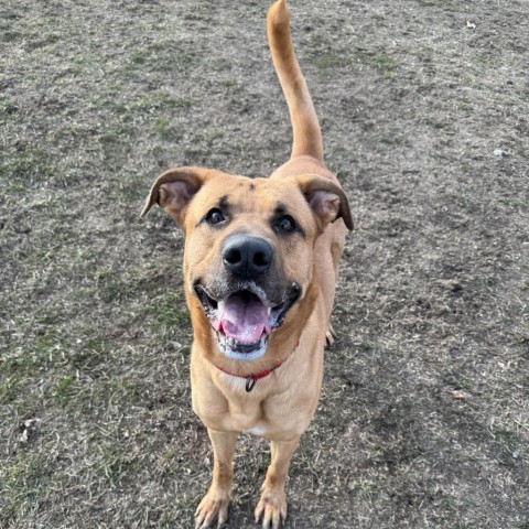 Domino, an adoptable Yellow Labrador Retriever in Albert Lea, MN, 56007 | Photo Image 2