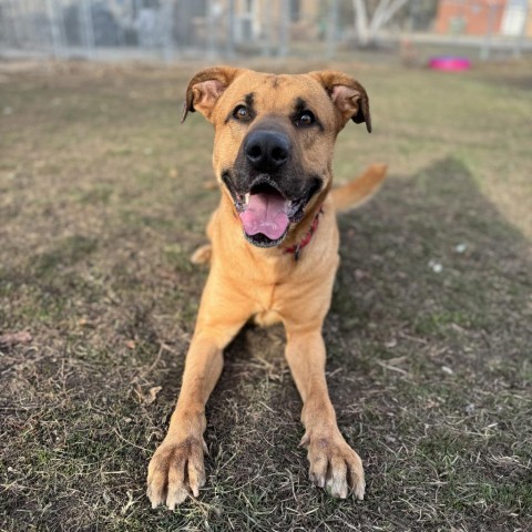 Domino, an adoptable Yellow Labrador Retriever in Albert Lea, MN, 56007 | Photo Image 2