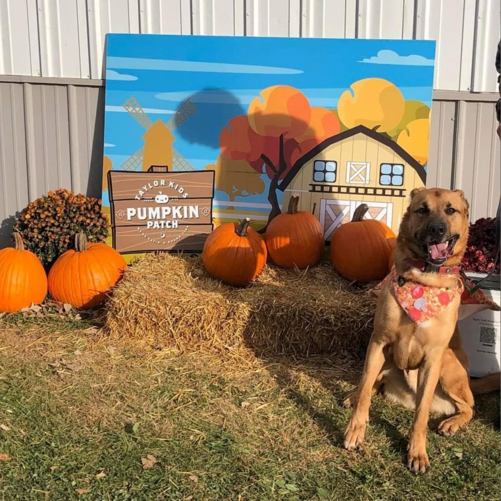 Domino, an adoptable Yellow Labrador Retriever in Albert Lea, MN, 56007 | Photo Image 2