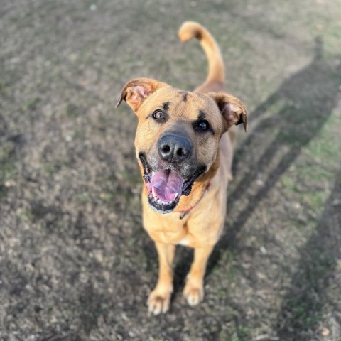 Domino, an adoptable Yellow Labrador Retriever in Albert Lea, MN, 56007 | Photo Image 3