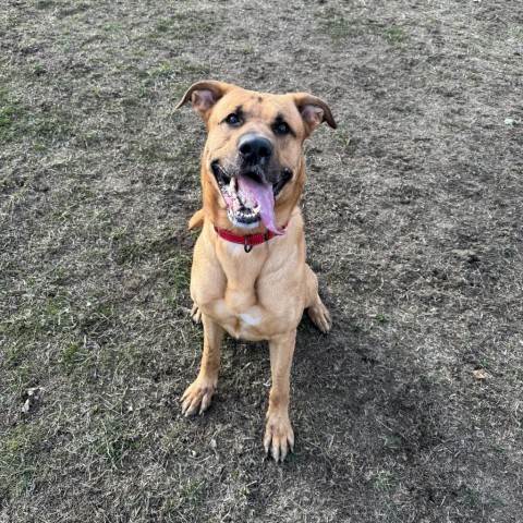 Domino, an adoptable Yellow Labrador Retriever in Albert Lea, MN, 56007 | Photo Image 3