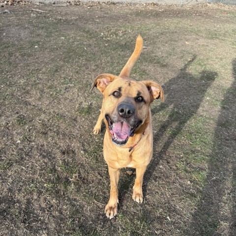 Domino, an adoptable Yellow Labrador Retriever in Albert Lea, MN, 56007 | Photo Image 4