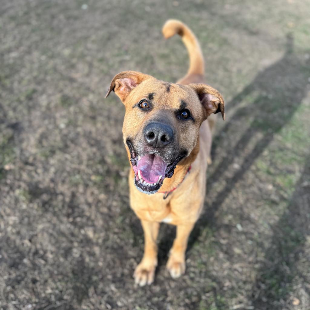 Domino, an adoptable Yellow Labrador Retriever in Albert Lea, MN, 56007 | Photo Image 4