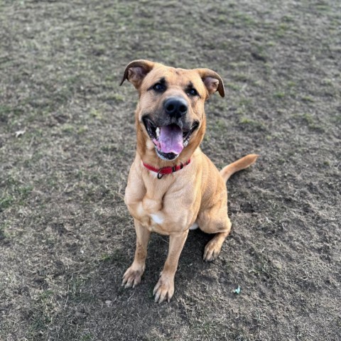 Domino, an adoptable Yellow Labrador Retriever in Albert Lea, MN, 56007 | Photo Image 5