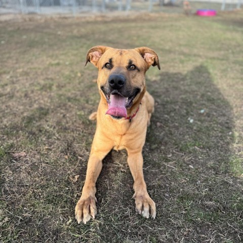 Domino, an adoptable Yellow Labrador Retriever in Albert Lea, MN, 56007 | Photo Image 6